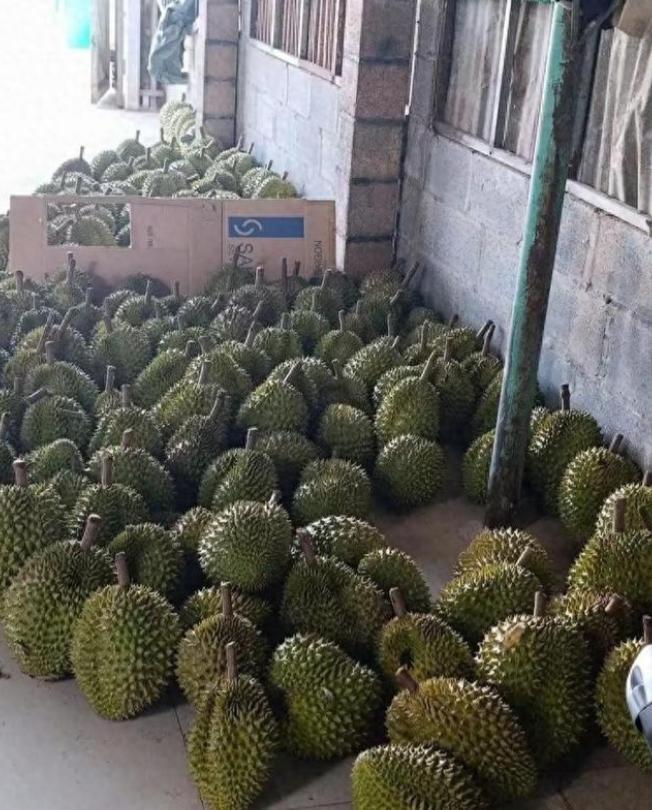 赚中国人钱毒害中国人！越南榴莲在中国曾一年狂赚30亿，但他们不好好种水果，却在果