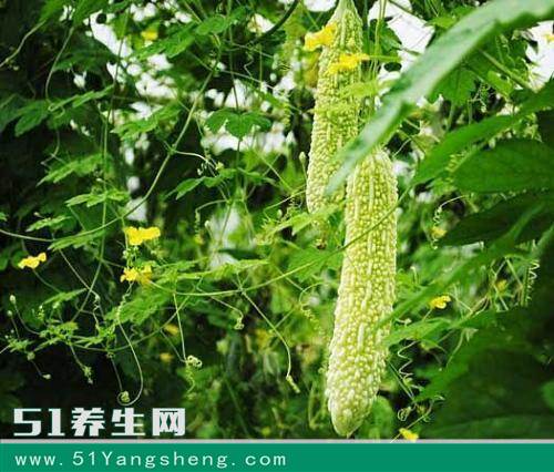 苦瓜可养颜还能抗癌, 但小心和“它”同吃会致中毒