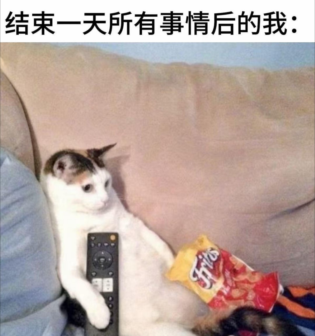 猫meme梗图精准复刻我的精神状态