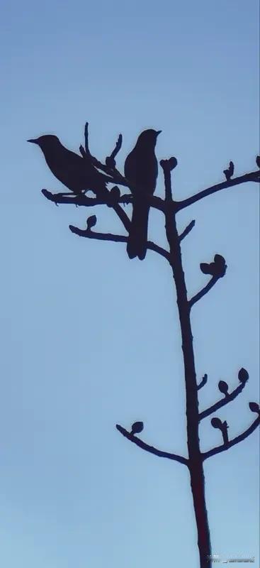 看到“夫妻本是同林鸟”这个上联，我来了兴致。它符合七字对联“平平仄仄平平仄”的平