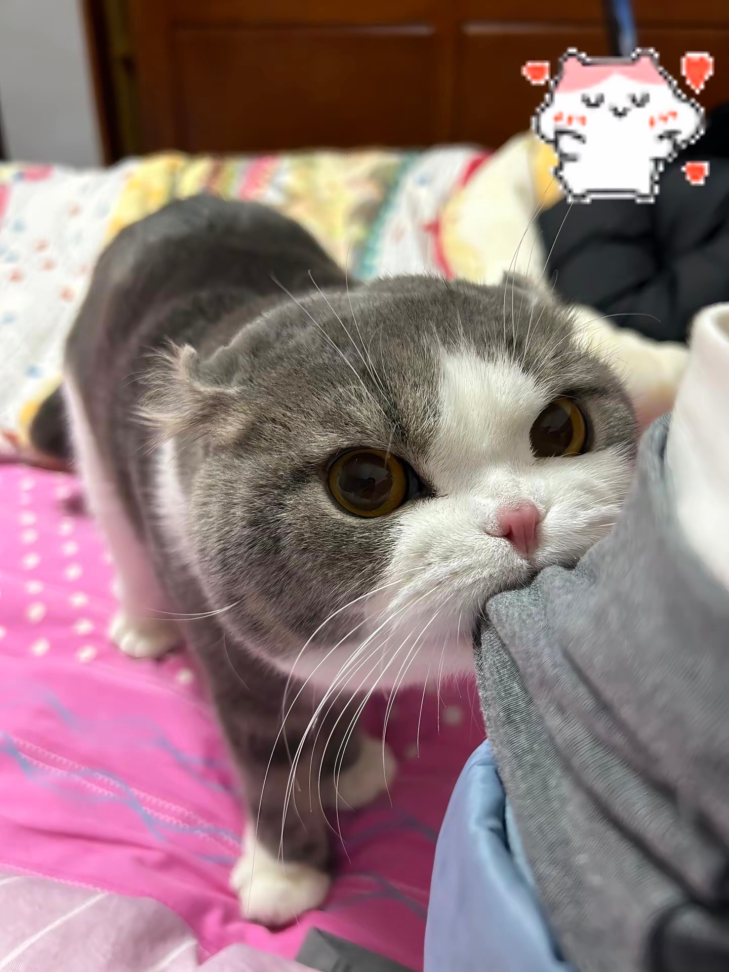 猫咪好像生气了😡