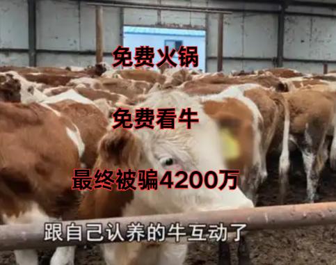 真不敢相信，免费火锅也能骗到4200万，我以为是什么高明手段，看了才知道