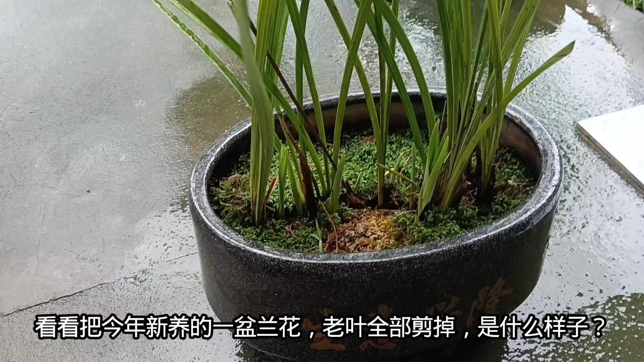 🌿剪叶后的兰花竟冒出10个新芽！太惊喜了今年新养的兰花，我把老叶全部修剪掉，