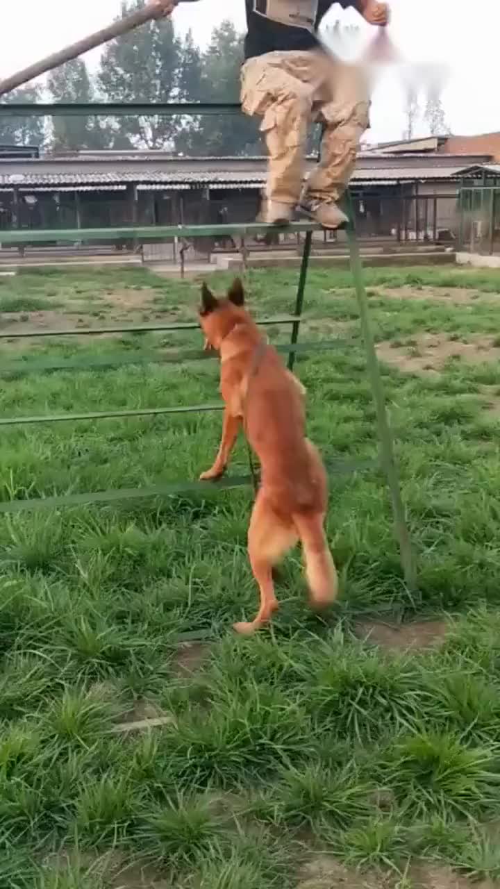 怎样选好一只好的狗 6536808439506474159.jpg?id=0