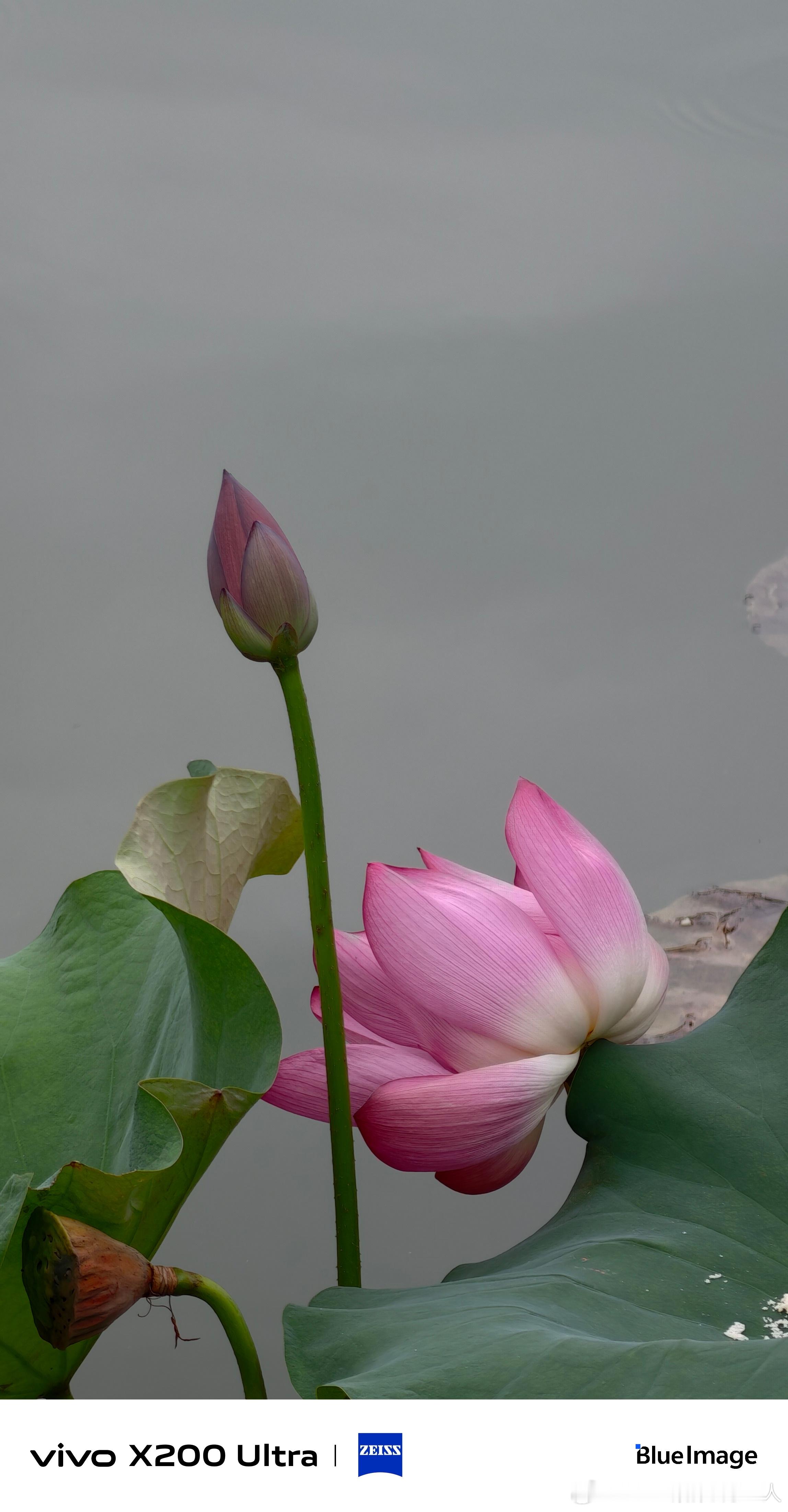 一叶便知秋，在办公室下面的公园里欣赏荷花带来的清新与荷香。季节变化太快，愿诸位万