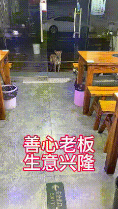 好水灵的大眼睛！原地转圈啥意思？这条流浪狗看着像正在哺乳的狗妈妈，瘦瘦的