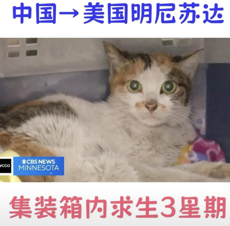 生命奇迹！中国喵不止九条命！最近一只中国三花猫意外躲进集装箱，漂洋过海到了美国