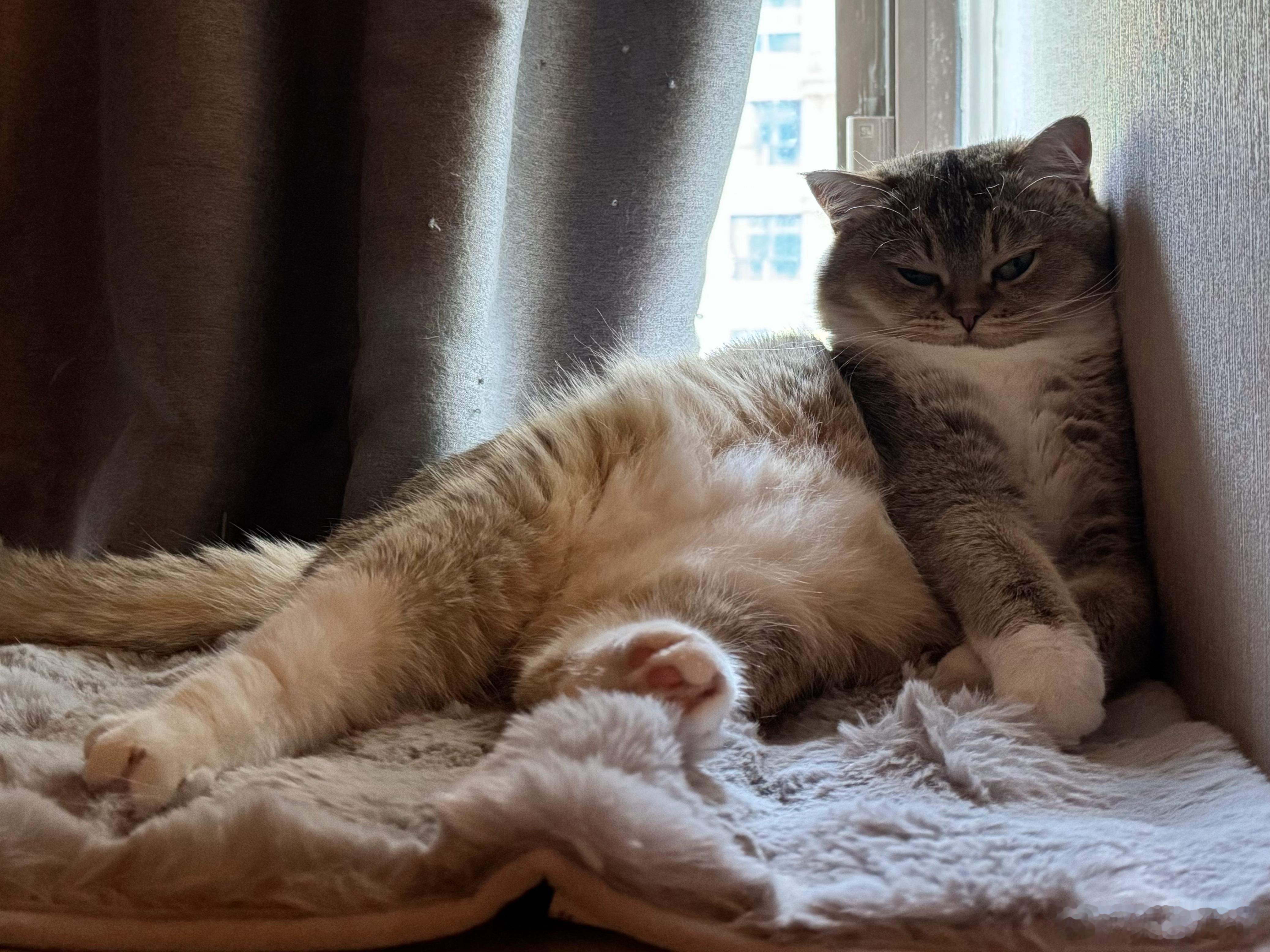 怎么会有小猫咪这么可爱的生物