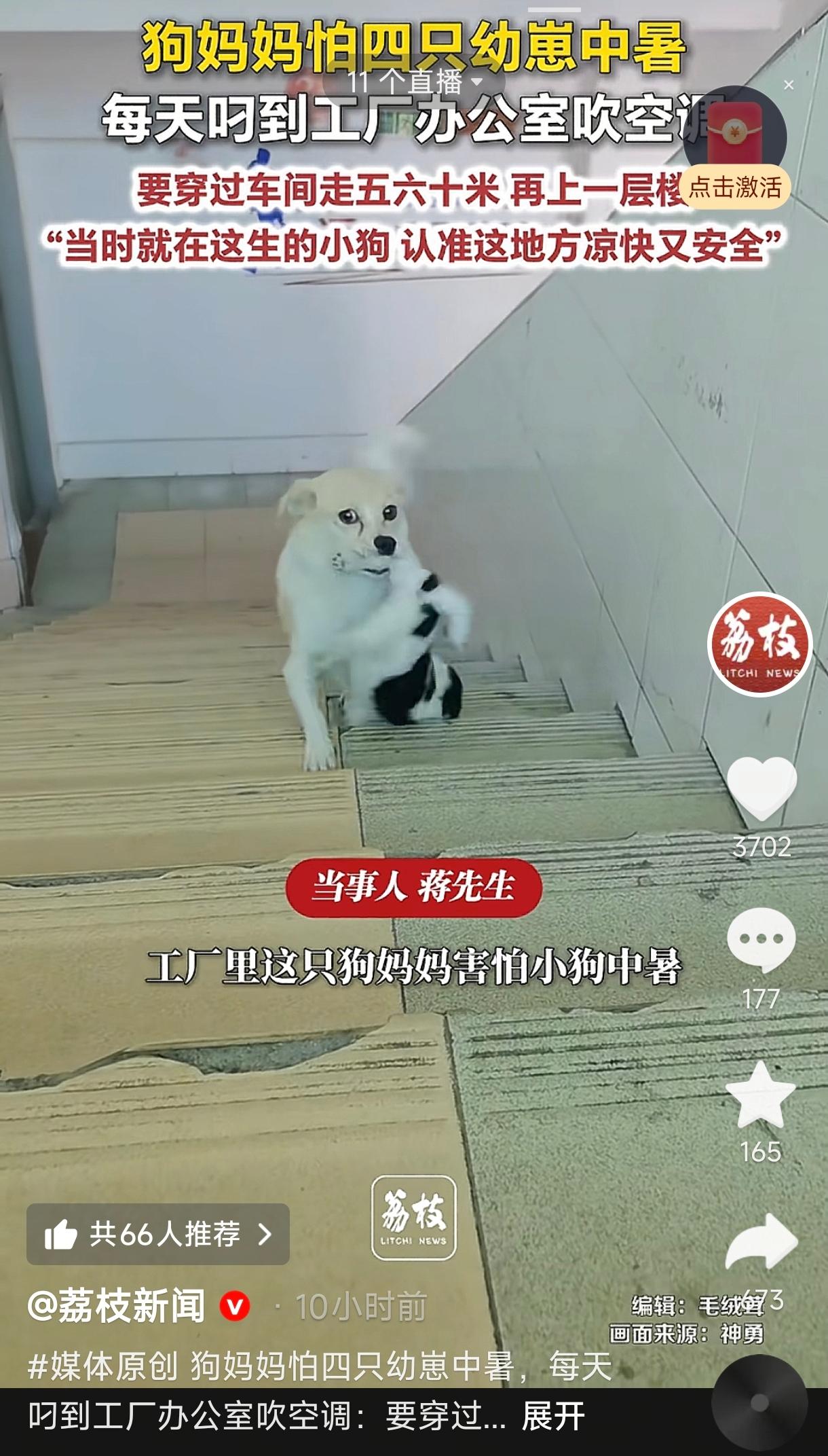 广东广州，天气热得像蒸笼，一工厂老板打开办公室空调降温，没想到竟招来了一位特殊的