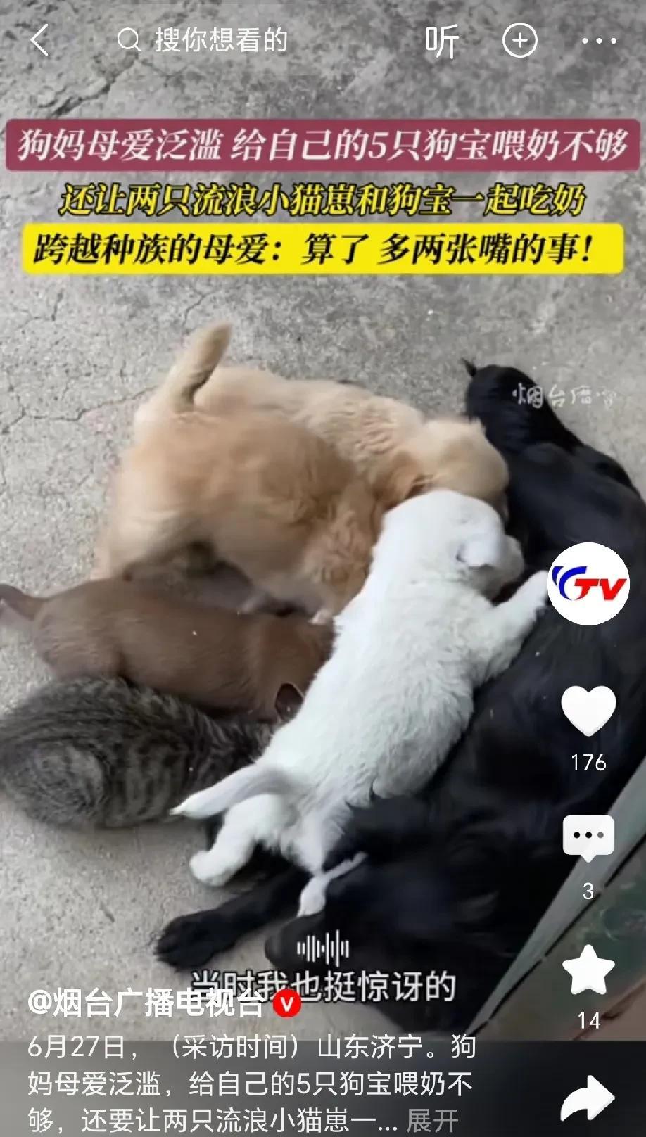 “跨种族母爱”！山东，狗妈一下生了5只狗宝奶水不够吃，不料，来了两只流浪小猫也要