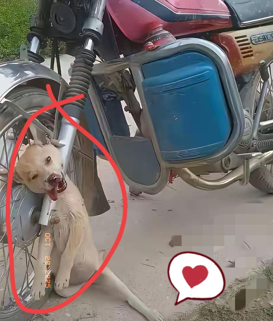 太可怜了吧！这天一位大哥去乡下亲戚家吃饭，吃完饭他去村子里散步，结果看到一只狗狗