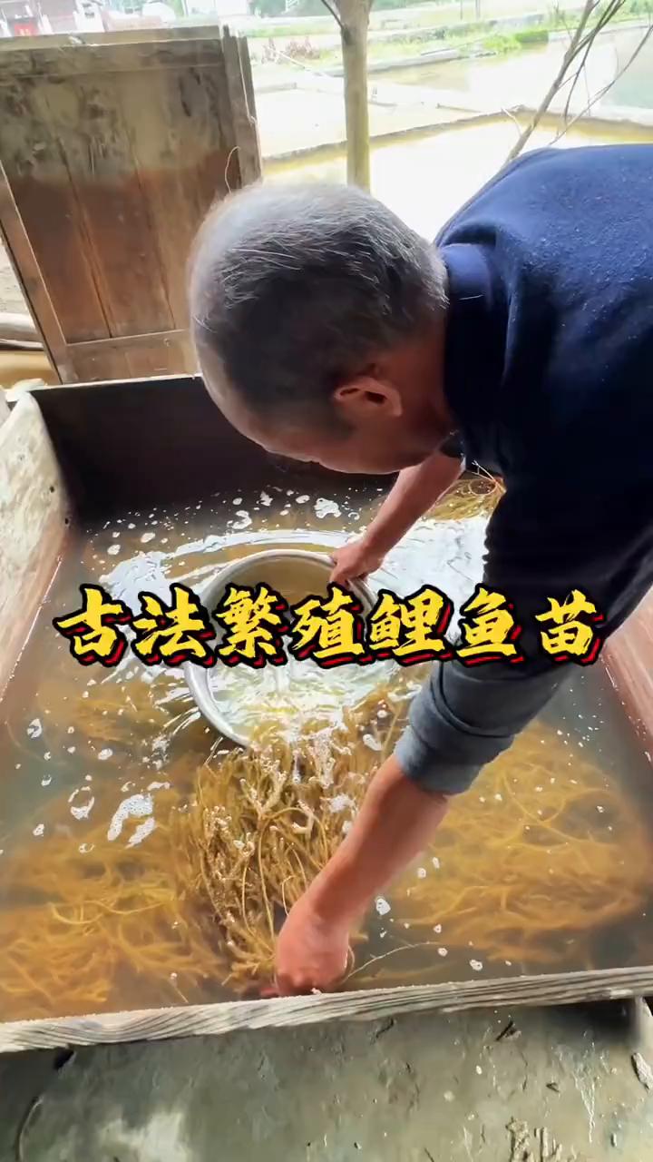 古法繁殖鲤鱼苗。鲤鱼古法繁殖：·将母鱼和公鱼放入浅水池中圈养，撒入鱼草等待产