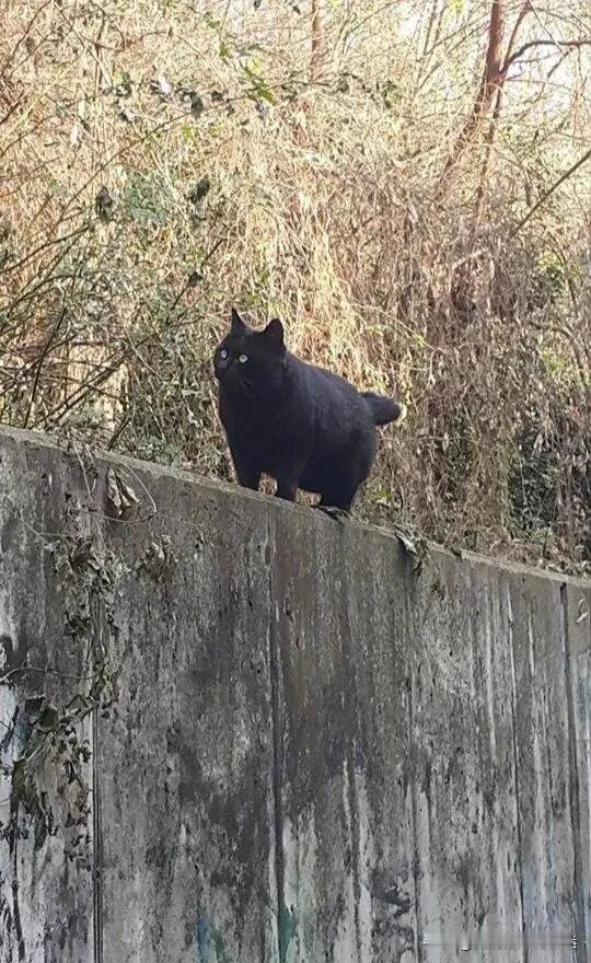 感觉不像流浪猫啊[捂脸哭]​​​