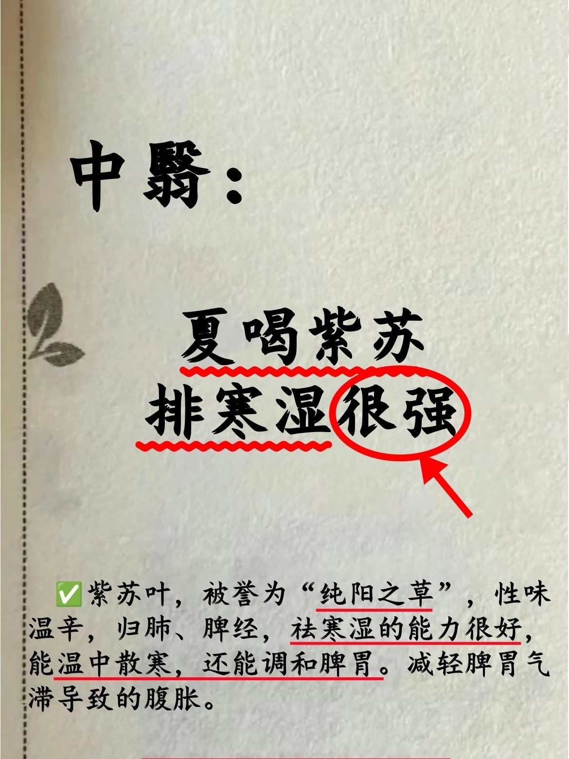 夏天空调房+暴雨天！紫苏茶就是你的“续命水”国医的精诚力量健闻登顶计划中医式生活