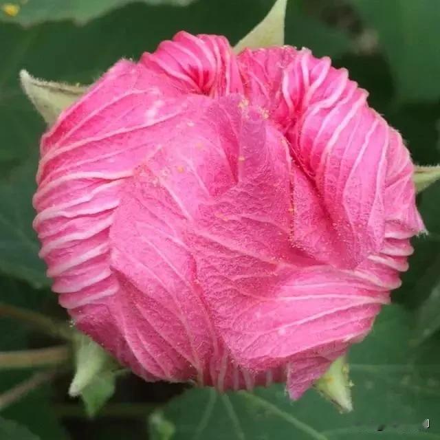 芙蓉花，即木芙蓉（拉丁学名：Hibiscusmutabilis），又名三变花、