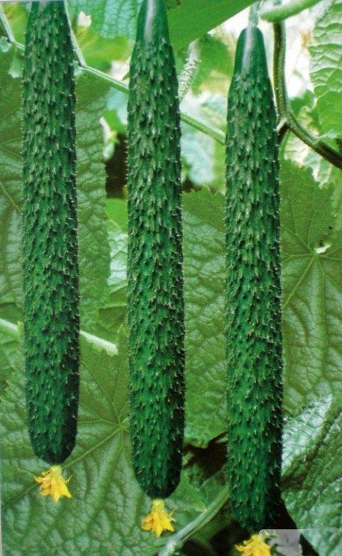 三根很黄瓜的黄瓜，顶花带刺，笔直修长，其中的奥秘，谁懂？我们只知道，不咸不