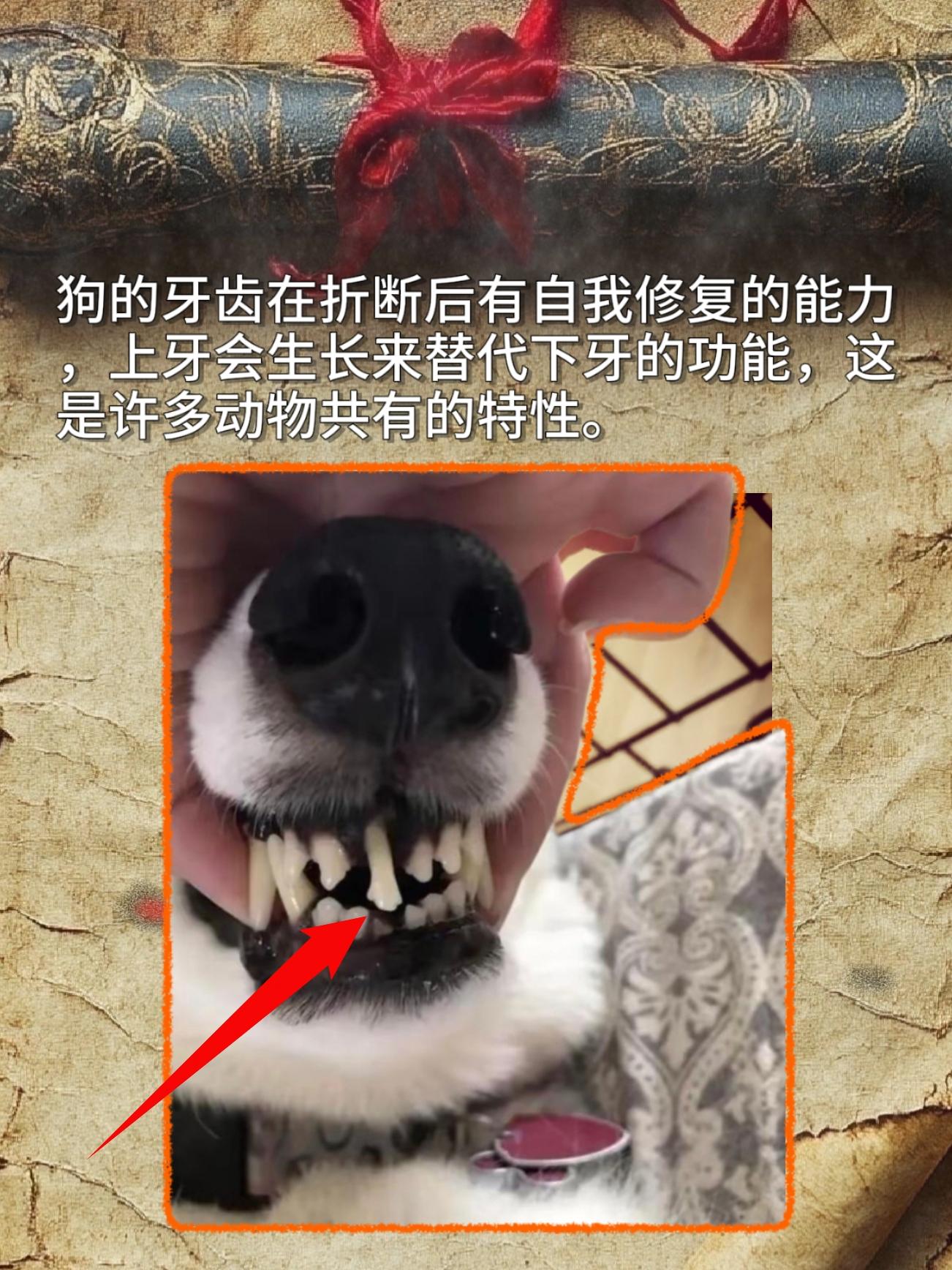 狗的牙齿在折断后有自我修复的能力上牙会生长来替代下牙的功能，这是许多动...