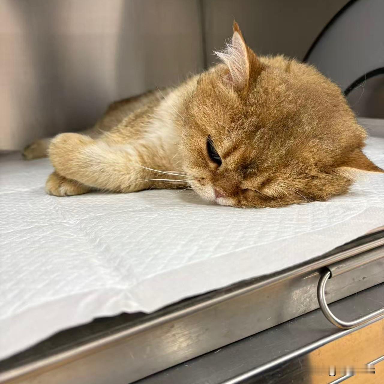 而有主人领养绝育的猫咪，每天可以衣食无忧，温馨陪伴主人，寿命也很长呢。图1、图