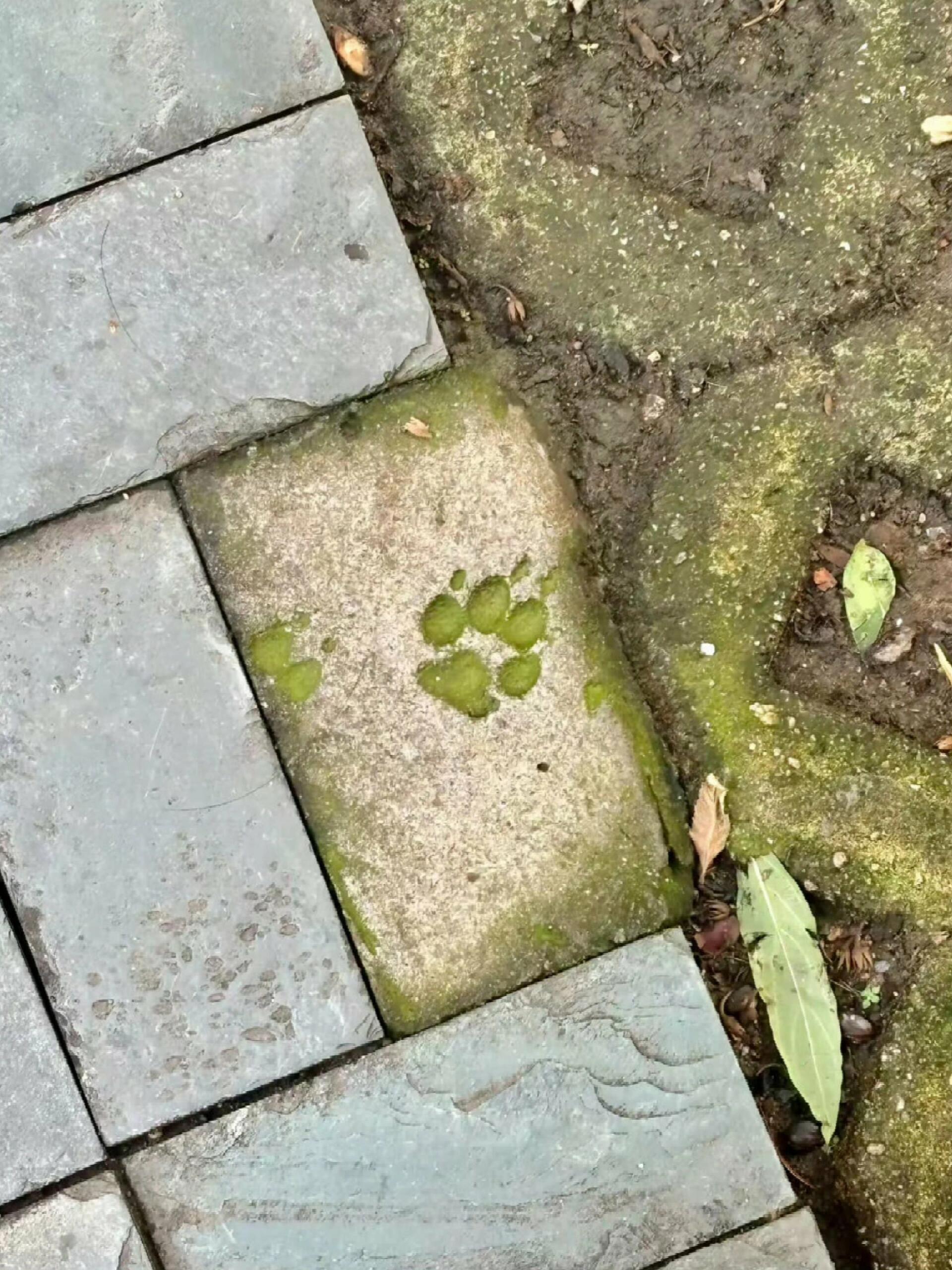 石砖铺的路换了新砖，唯独没把小狗脚印换掉​​​