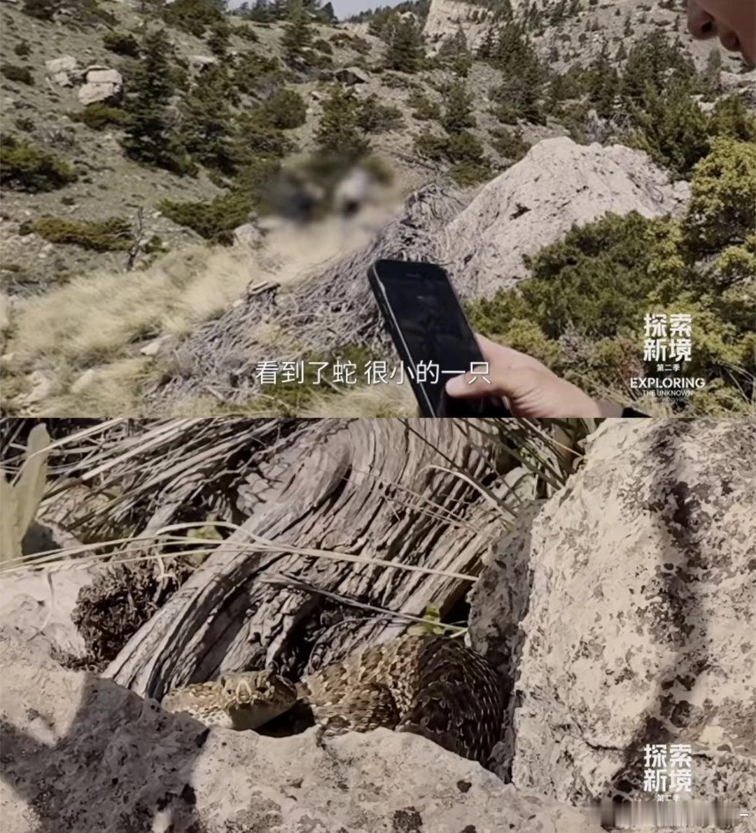 卧槽王一博觉得这条蛇很小一只啊啊啊啊啊