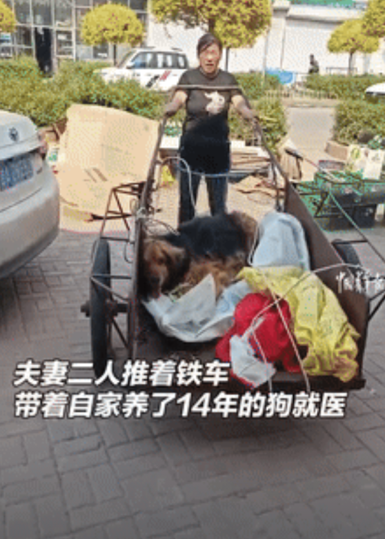 眼泪止不住了！吉林，一对中年夫妻走了十几里地，用板车拉着14岁的狗子去求医，兽医