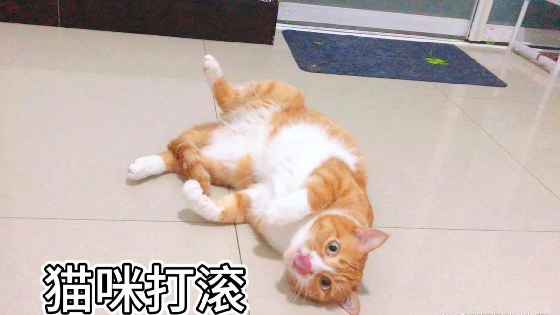 猫咪在你面前躺下打滚? 解密这七个隐藏含义!