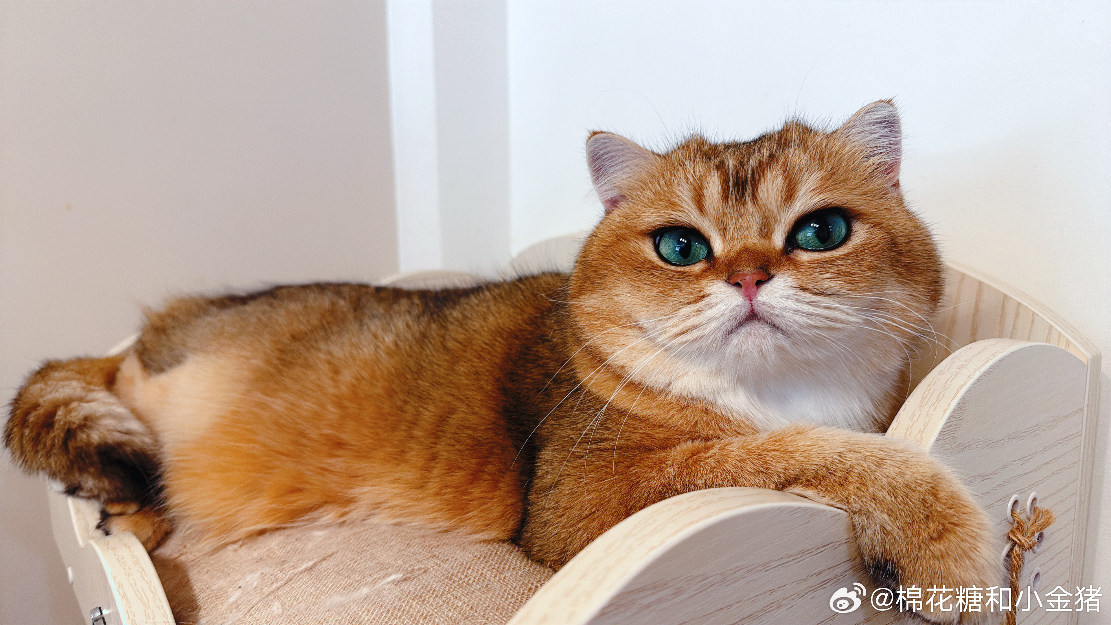 换个相机换头猪​​​