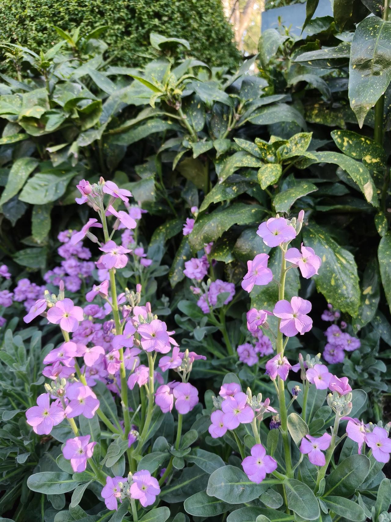 天气方面目前为止好像没什么不同，虽说是三九天，温度还不低，没有到零下。