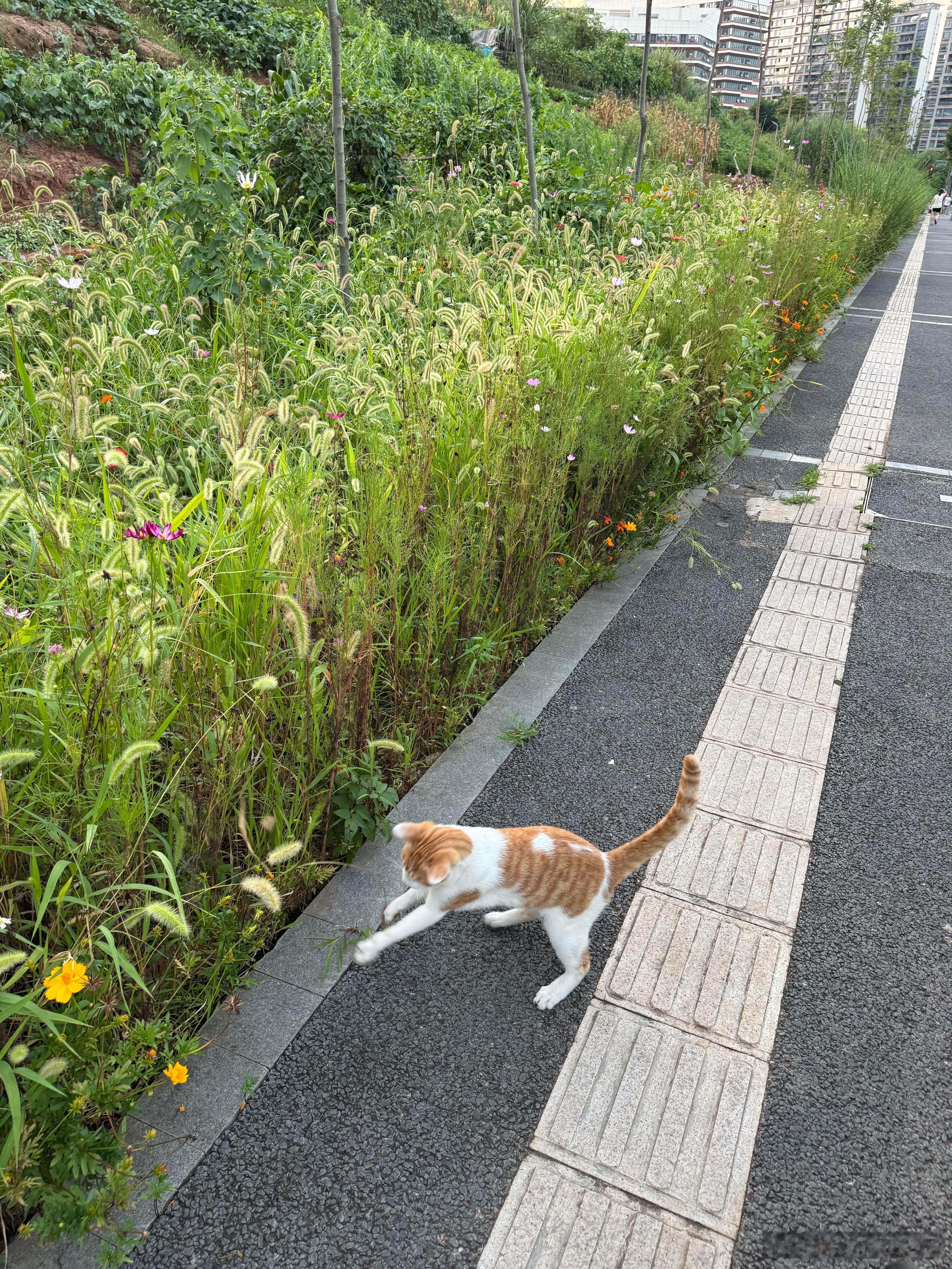 散步看到流浪小猫，把狗尾巴草当成了逗猫棒的它​​​