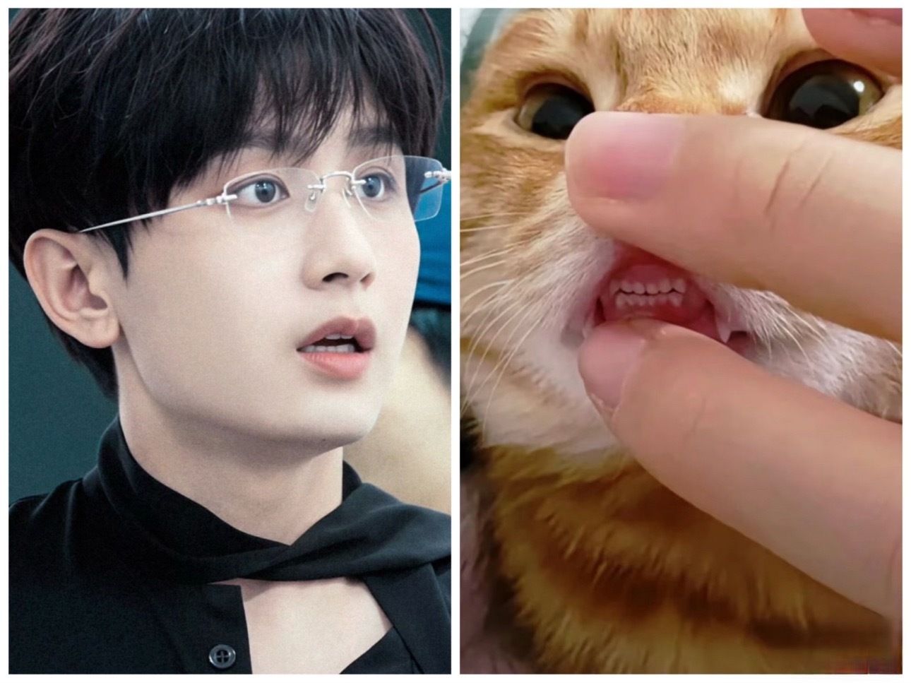 成毅与小猫咪的配适度，一毛一样​​​