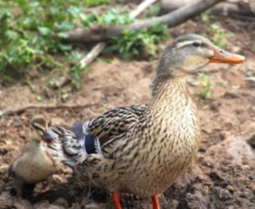 2005年，鸭子被评为世界上最卑鄙的动物，公鸭进化出40厘米长的螺旋状繁殖器官，