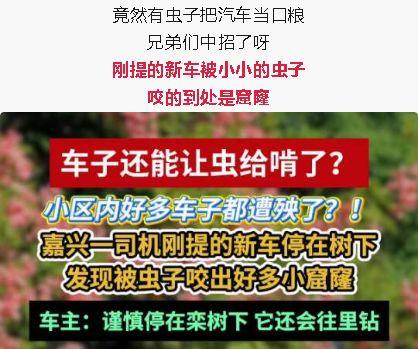 “一边咬一边往里钻……”停在这种树下, 车被虫子啃得到处是窟窿, 怎么回事?