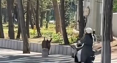 一女子骑电动车正常行驶，突然一路人提醒前面有狗，只见对面跑来两只大黑狗直接追向该