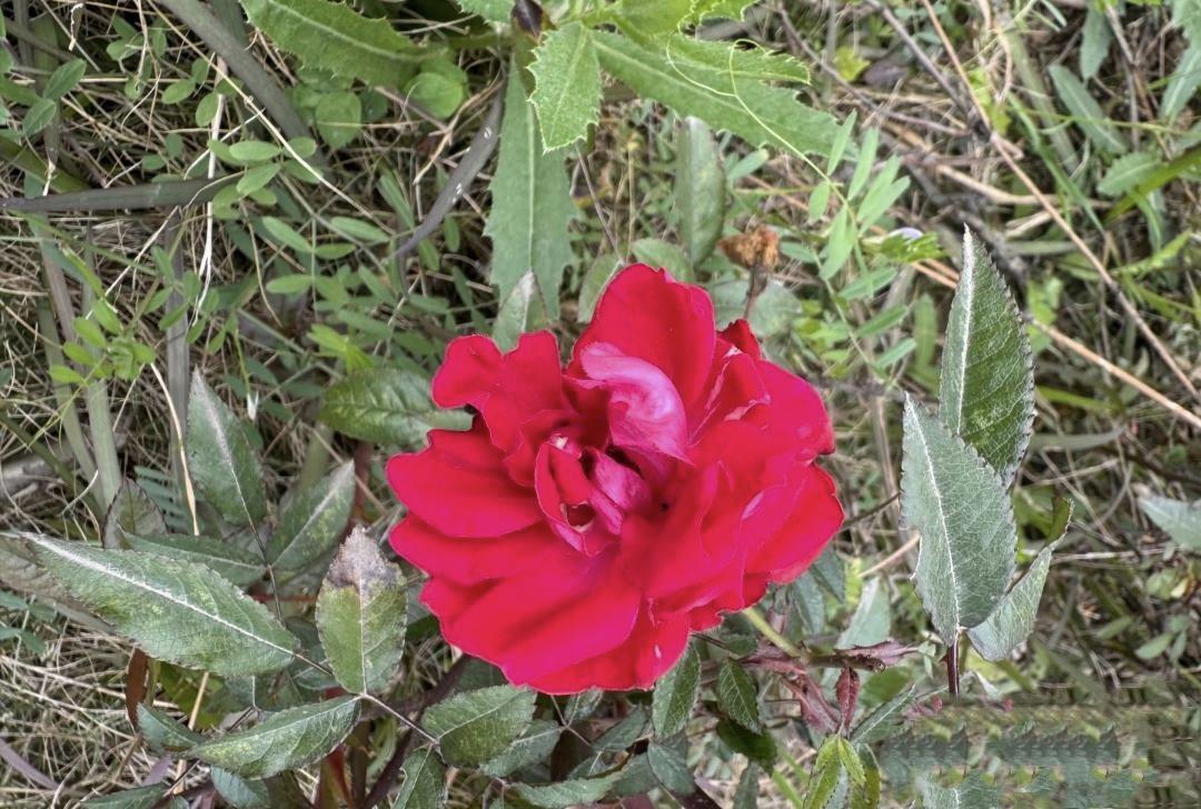 解释不清了!上海，一位25岁女孩为减肥在家天天水煮鸡胸和西兰花。油不碰，米面不吃