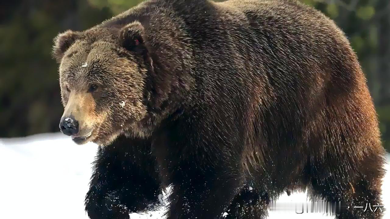 💥雪落西伯利亚，母爱拼不过野性：母虎护崽，终究没躲过这致命一掌西伯利亚的