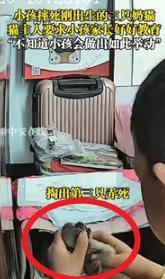 “骨子里的坏！”9月22日河北一女子让外甥到自己卧室看刚出生的3只小猫，谁料，女