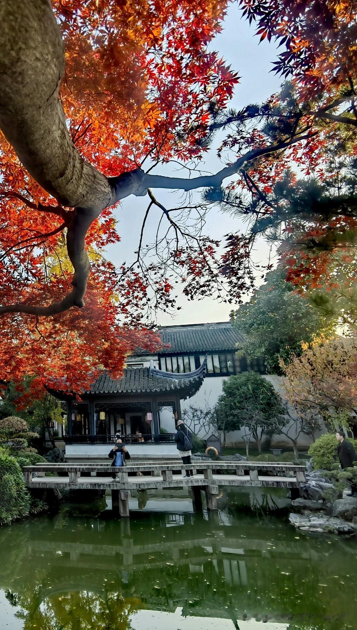 可以分享一张秋景的树叶的照片吗？拍摄于苏州木渎古镇古松园。