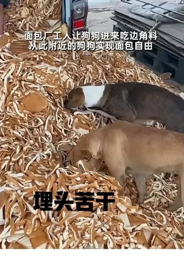 暖心！面包厂让流浪狗进来吃边角料，狗狗们实现面包自由。从视频可以看出这些狗狗十