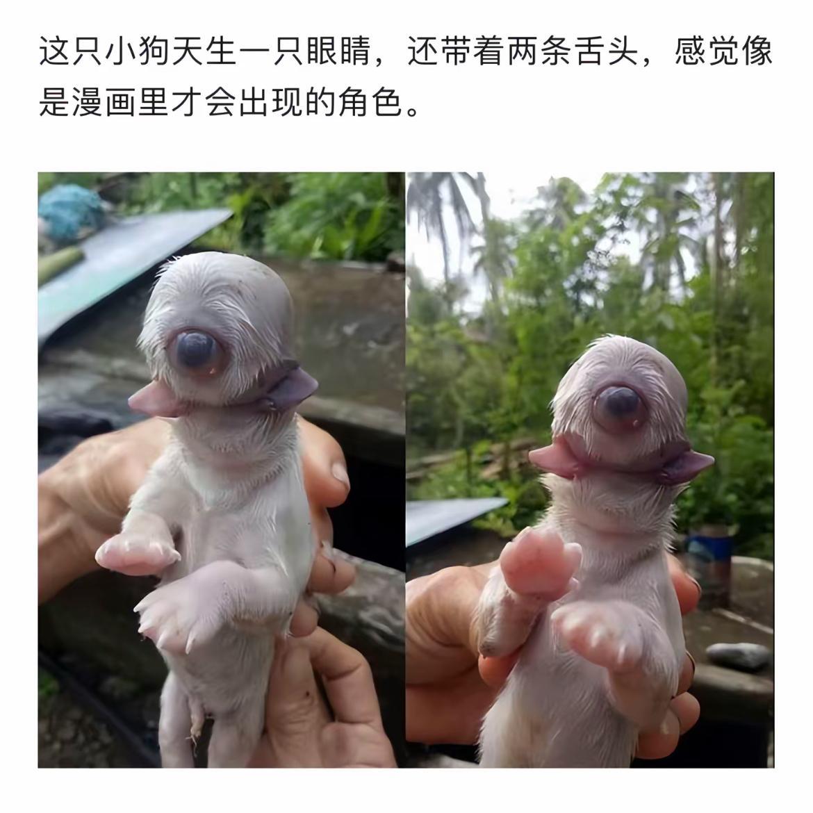 萌宠探秘：天生一只眼，两条舌头的神奇小狗！🐶👀👅