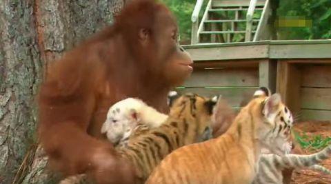 猩猩变成天才保姆喂养老虎宝宝, 让人太意外