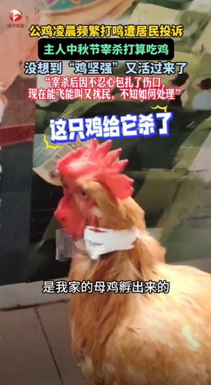 “活久见！”10月7日，贵州贵阳，一女子养的公鸡喜欢凌晨2点打鸣。女