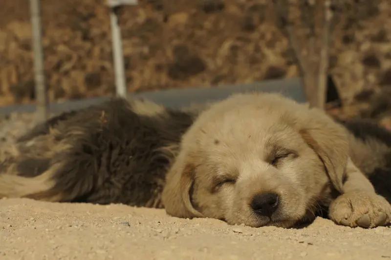 最近吉林长春7只被偷小狗结伴逃回家的事儿火了。这7只狗狗有德牧、金毛、柯基等品种