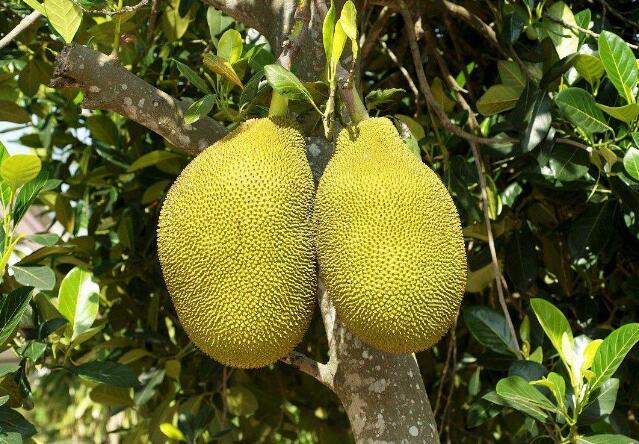 菠萝蜜的功效与作用 菠萝蜜的食用禁忌