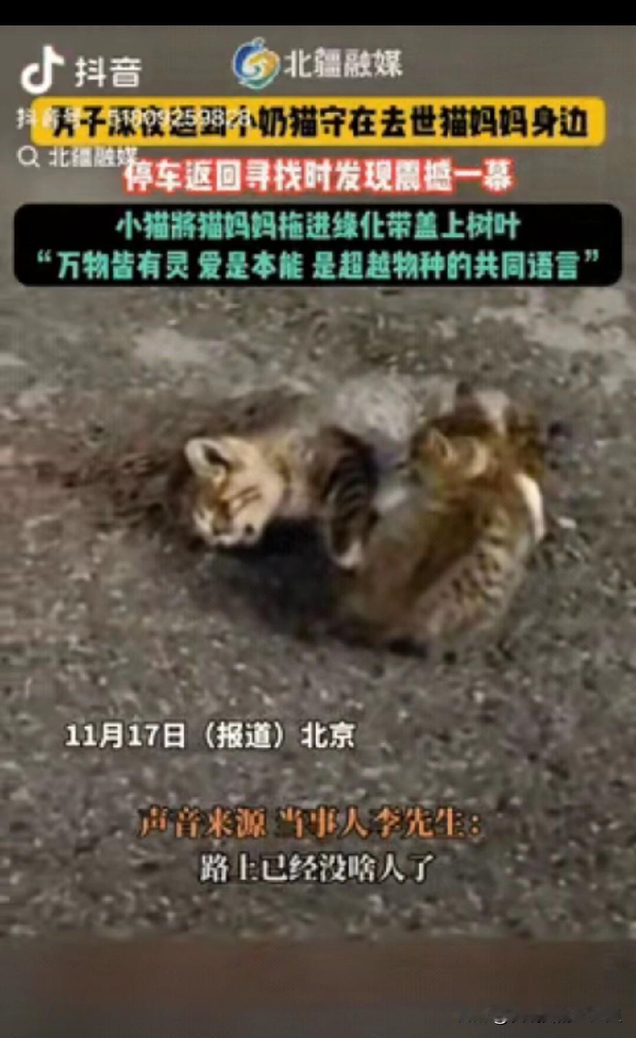近日，北京，一男子深夜发现一只小奶猫守在去世的猫妈妈身边，当他停车返回去寻找时，