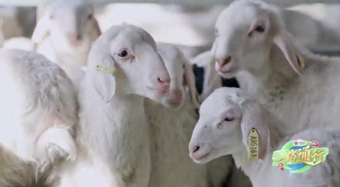一路通行数字耳标为羊群戴上科技身份证，智慧养殖让牧场管理更精准，技术悄然改变着