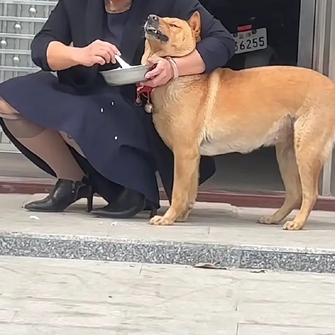狗子也逃不掉强制喂饭！