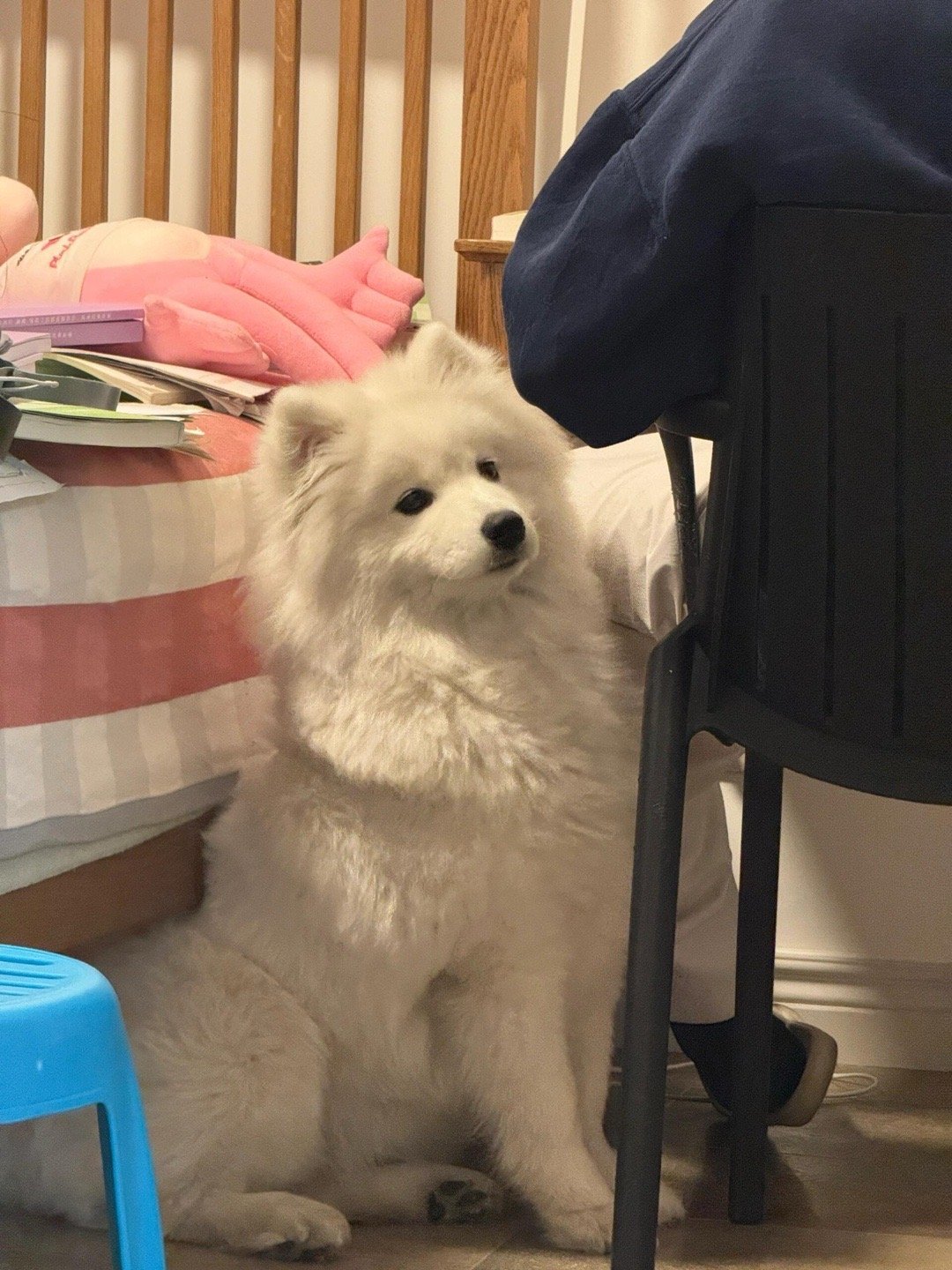 萨摩耶：主人好厉害耶，这么难懂的书都看得懂