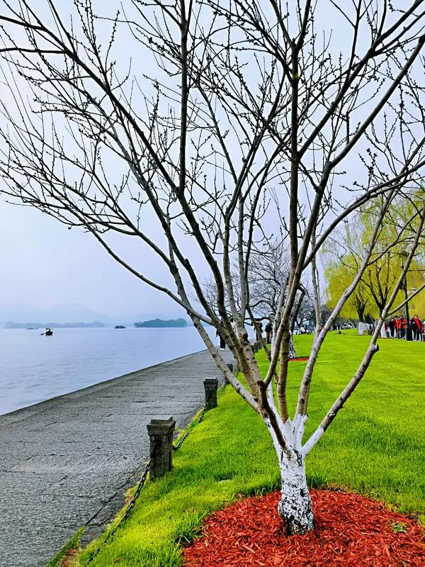 行于西湖堤岸，湖心是景，堤边是日常。原来最好的生活模样，就是在喧嚣中守得住安宁，