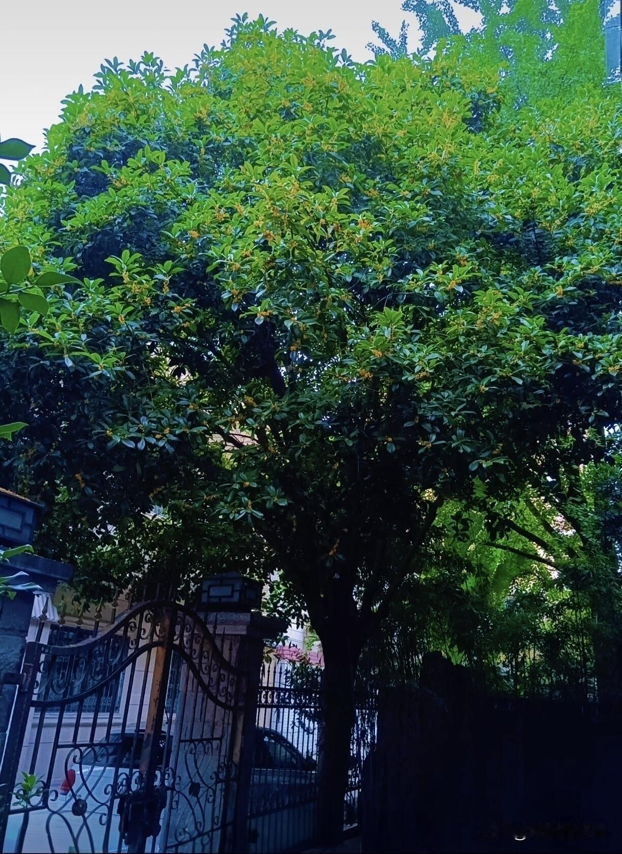 失业的研究生儿子要回家过年啦儿子普通大学英语专业研究生毕业，在杭州做外贸，现在