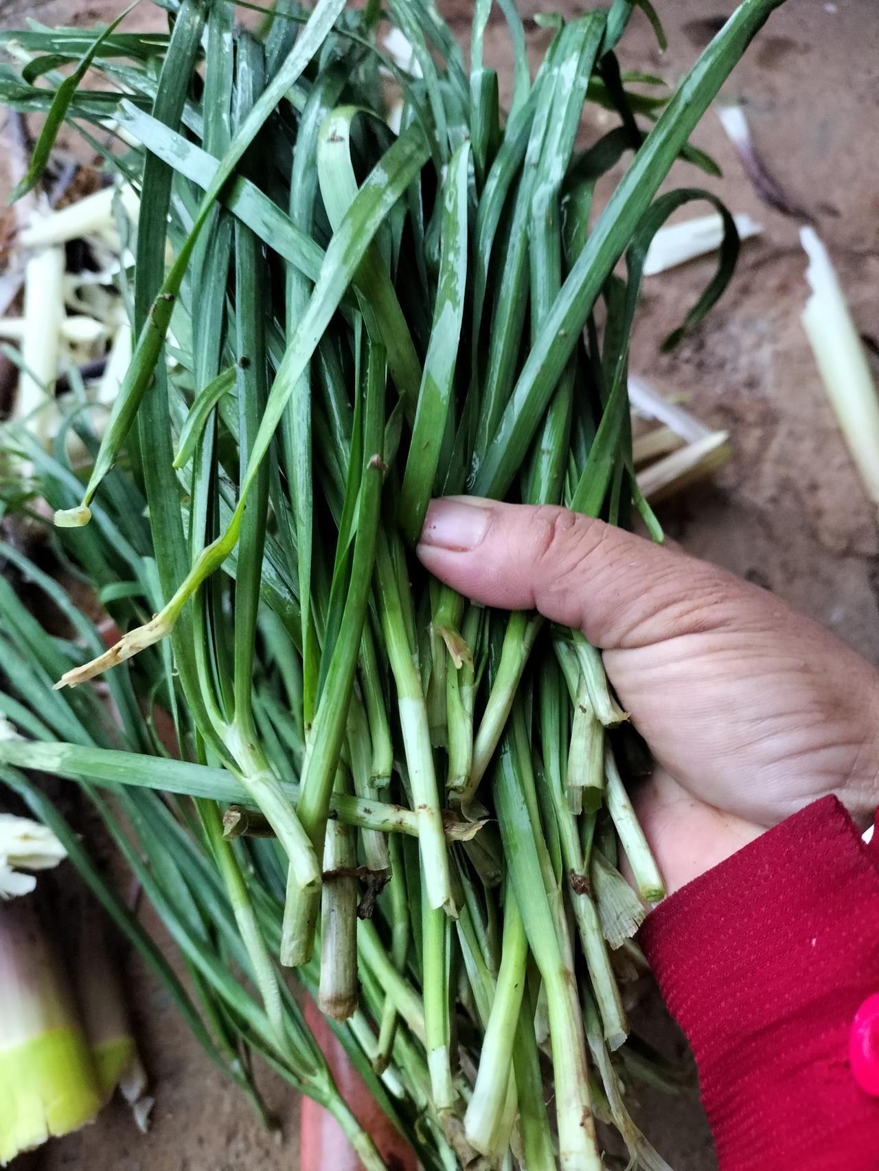 听说身体有伤有病的人不能吃韭菜，吃了会发伤，我去年就没吃，现在我想吃韭菜了，不过